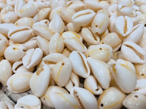 Prezzo ribassato conchiglie - prezzo,