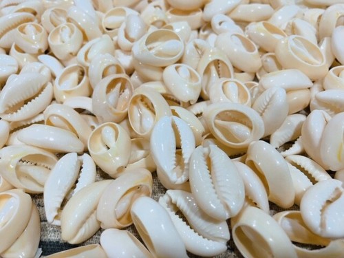 Prezzo ribassato conchiglie - prezzo,